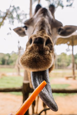 Интересные факты о жирафах, которых вы не знали
