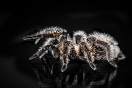 10 невероятных фактов о тарантулах.