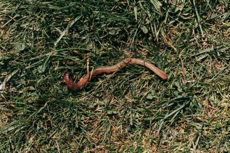 Интересные факты о земляных червях, которые вы хотели бы узнать.